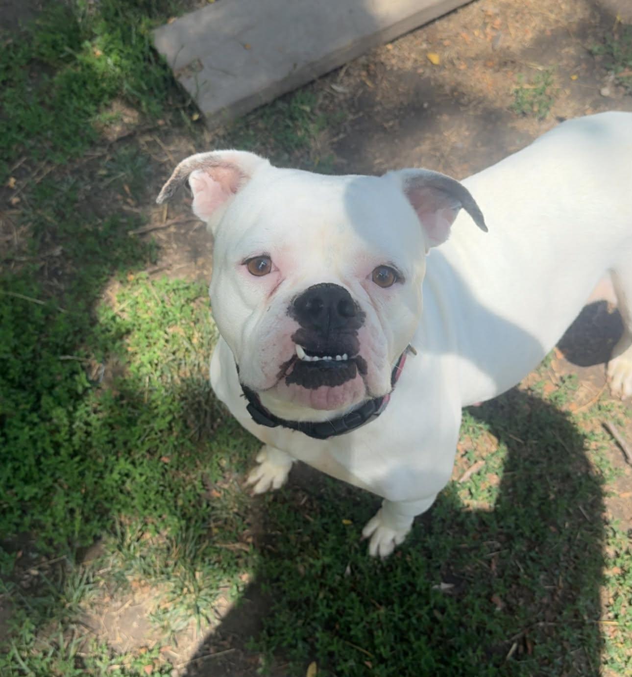 Miss. Piggy, a ADOPTABLE American Bulldog in Kenosha, WI image 1/4