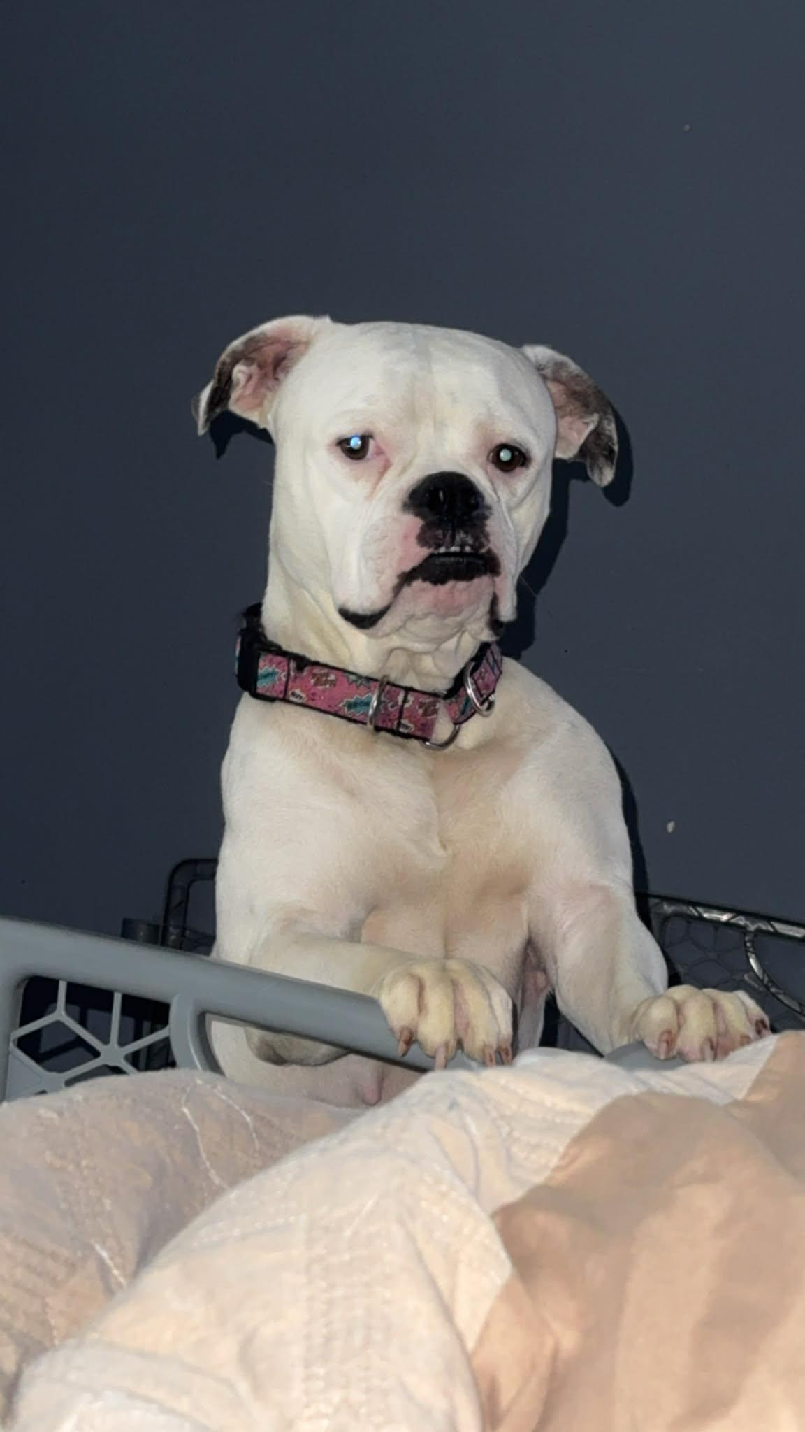 Miss. Piggy, a ADOPTABLE American Bulldog in Kenosha, WI image 3/4