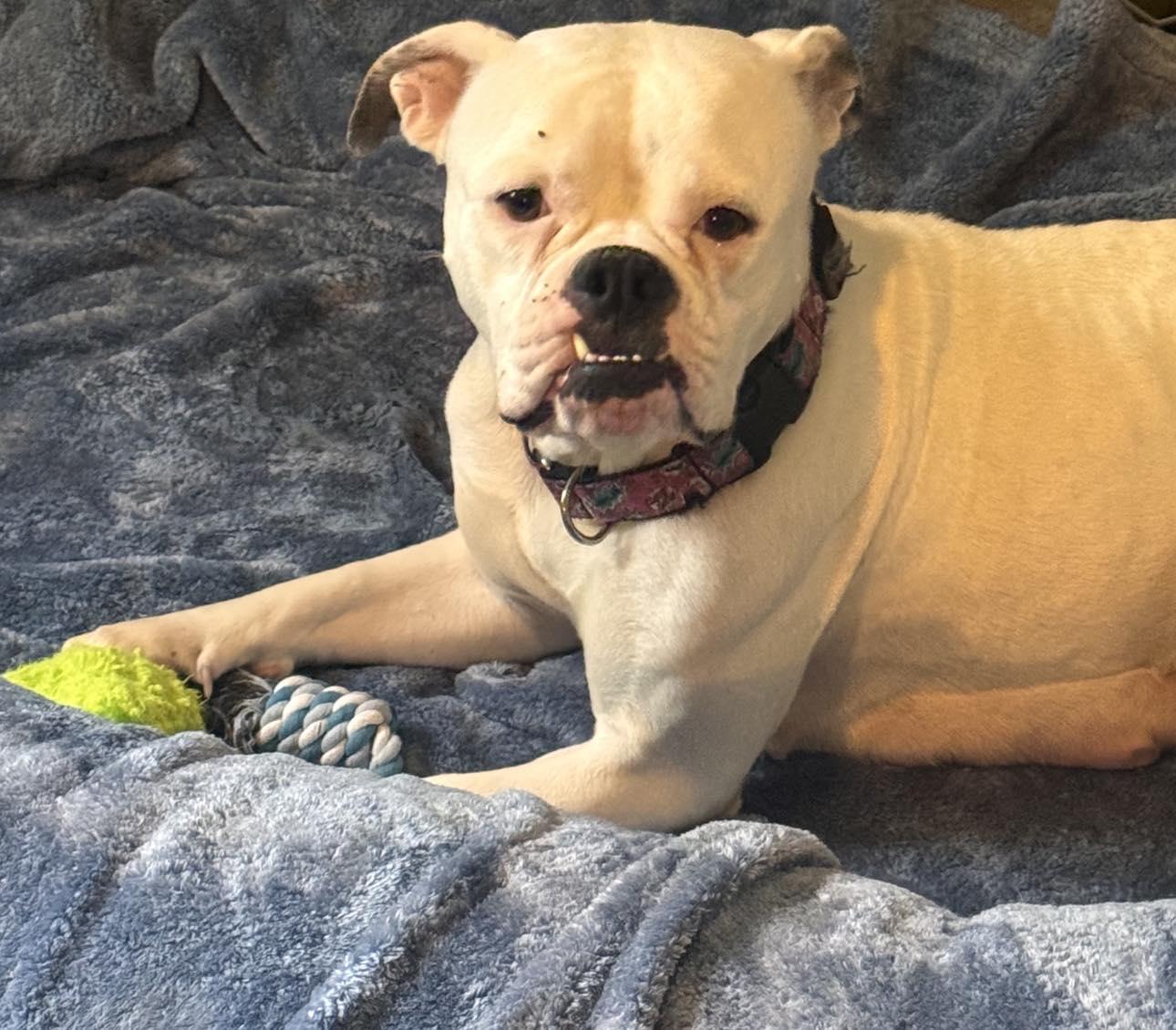 Miss. Piggy, a ADOPTABLE American Bulldog in Kenosha, WI image 2/4