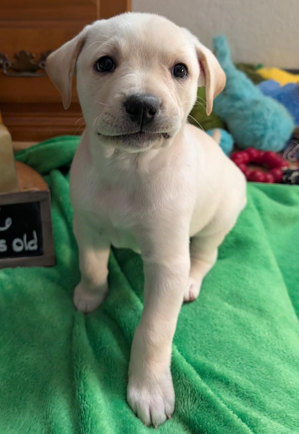 Turmeric, a ADOPTABLE mixed breed in Kiowa, OK image 1/6