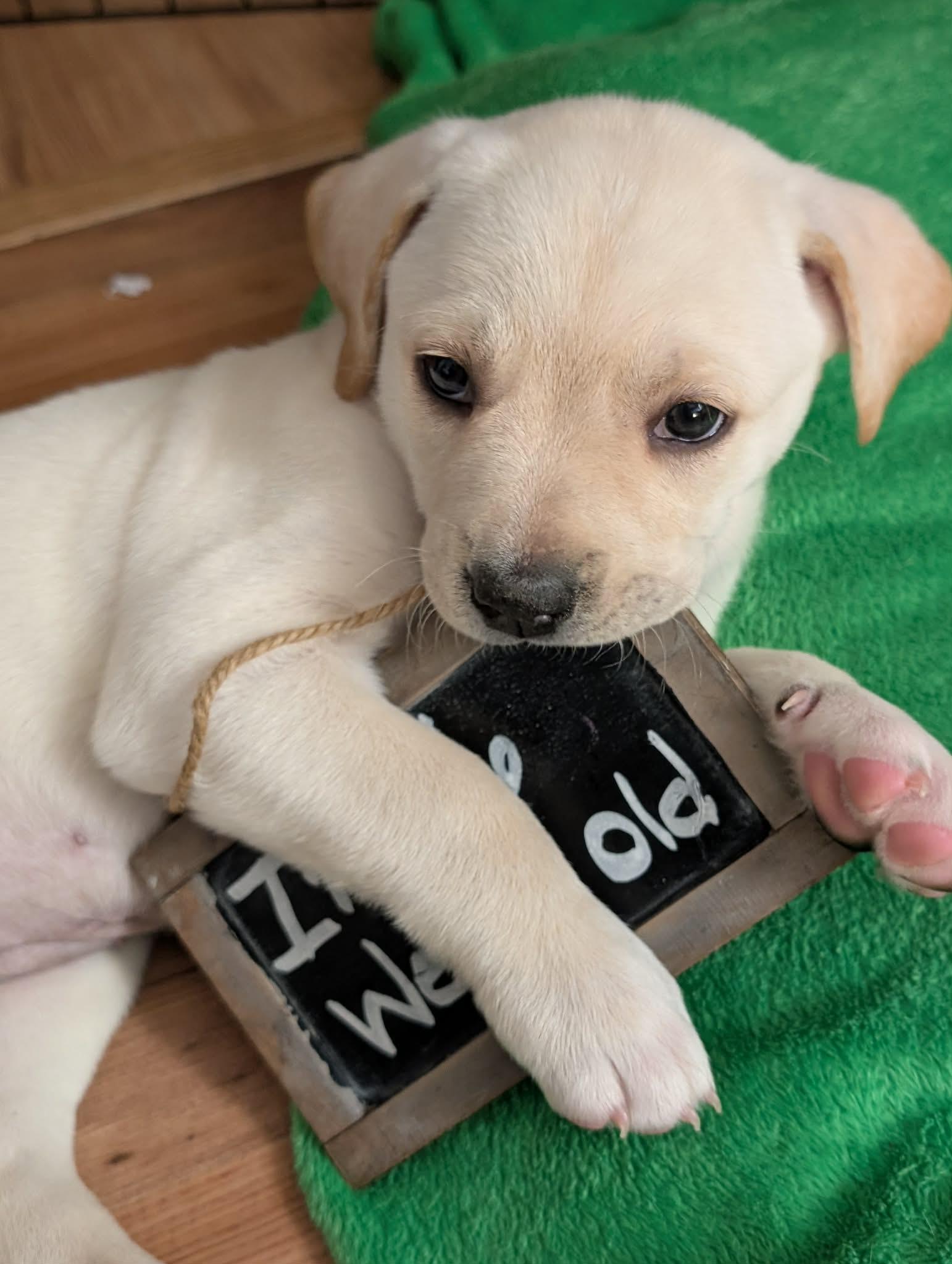 Turmeric, a ADOPTABLE mixed breed in Kiowa, OK image 5/6