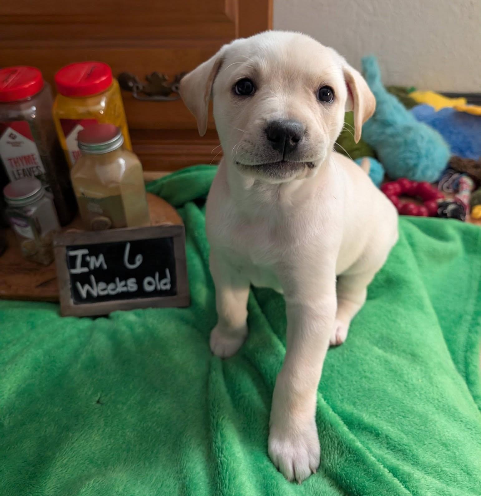 Turmeric, a ADOPTABLE mixed breed in Kiowa, OK image 3/6