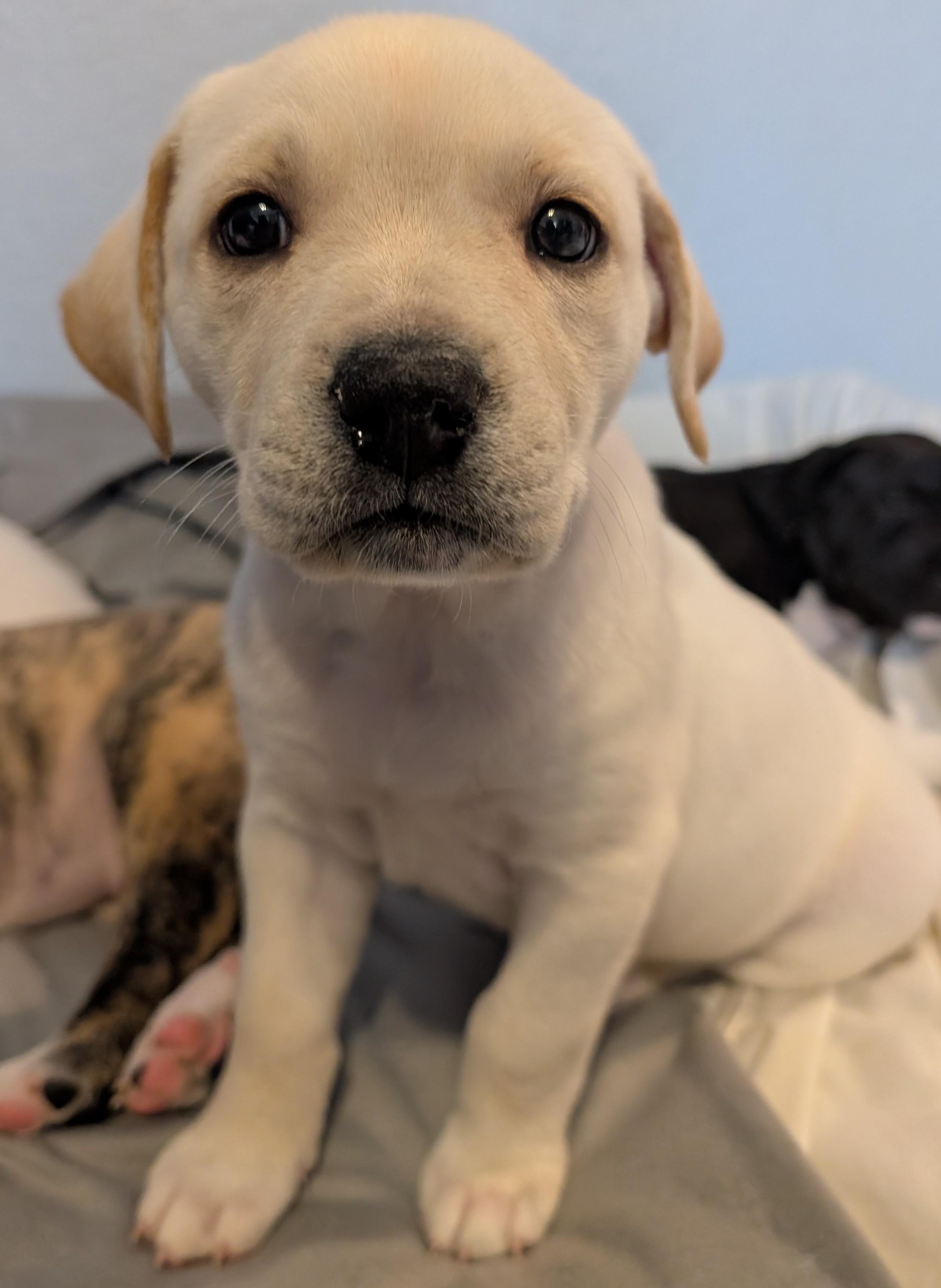 Turmeric, a ADOPTABLE mixed breed in Kiowa, OK image 2/6