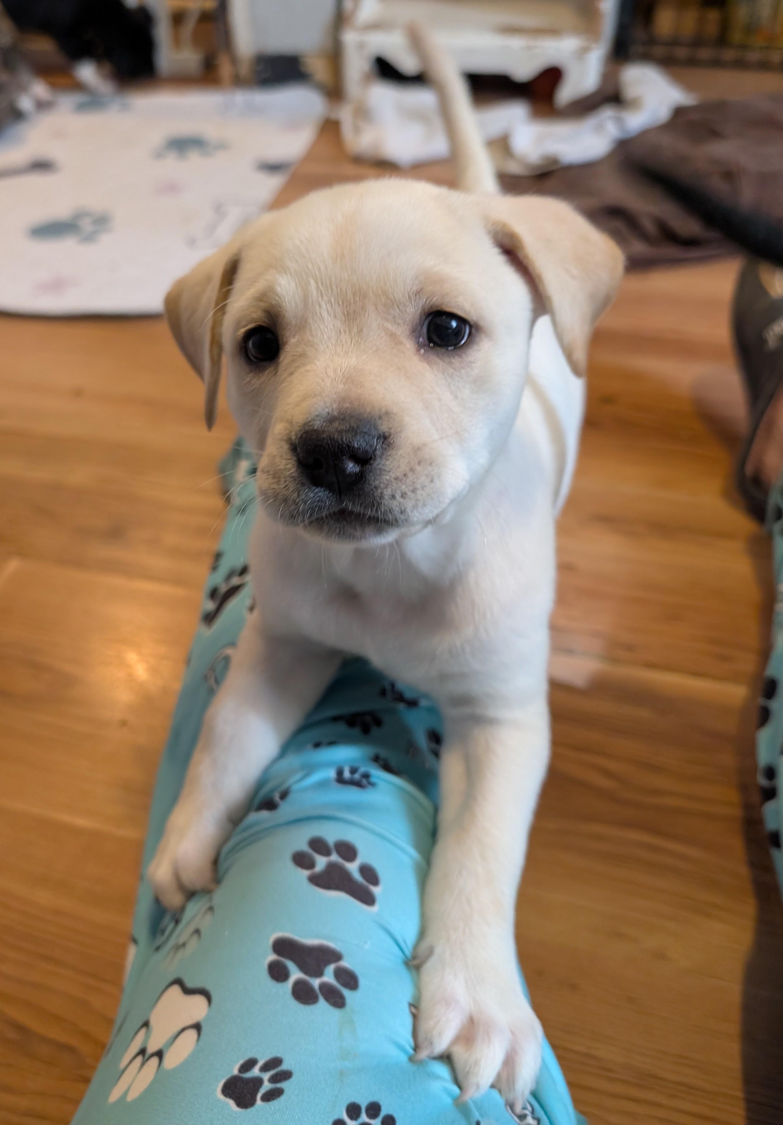 Turmeric, a ADOPTABLE mixed breed in Kiowa, OK image 4/6