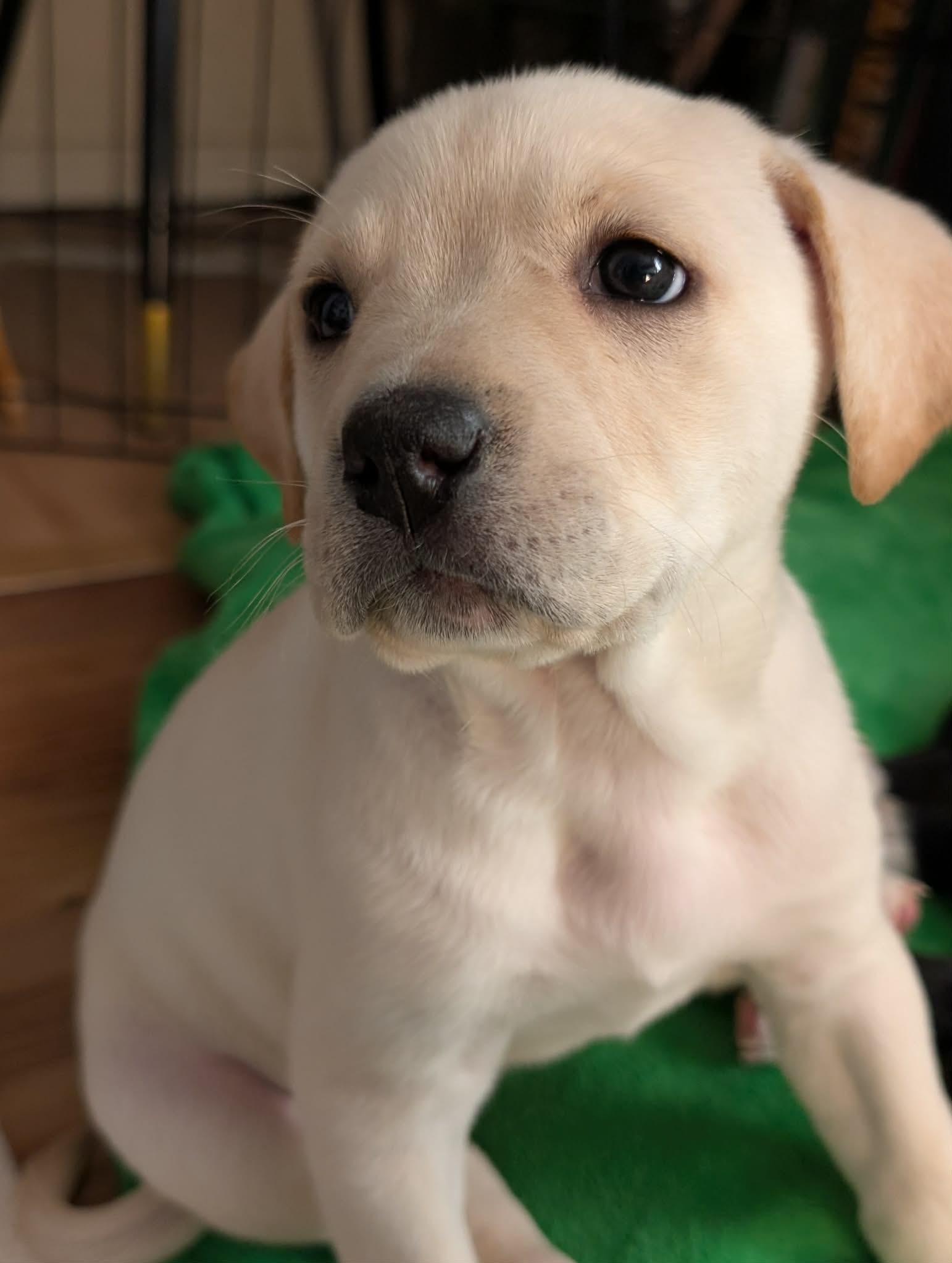 Turmeric, a ADOPTABLE mixed breed in Kiowa, OK image 6/6
