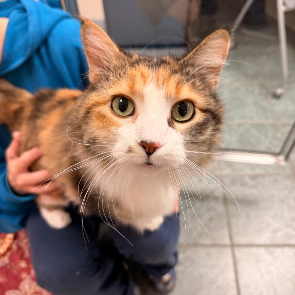 Zoe, Adopted, Senior Female Domestic Long Hair.