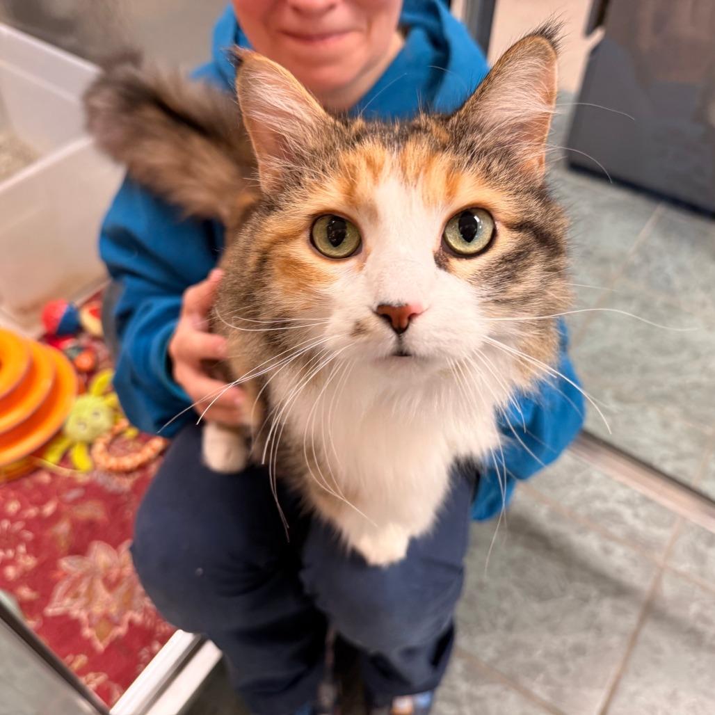 Enlarge Zoe, a Adopted Domestic Long Hair in Oshkosh, WI image 2/5