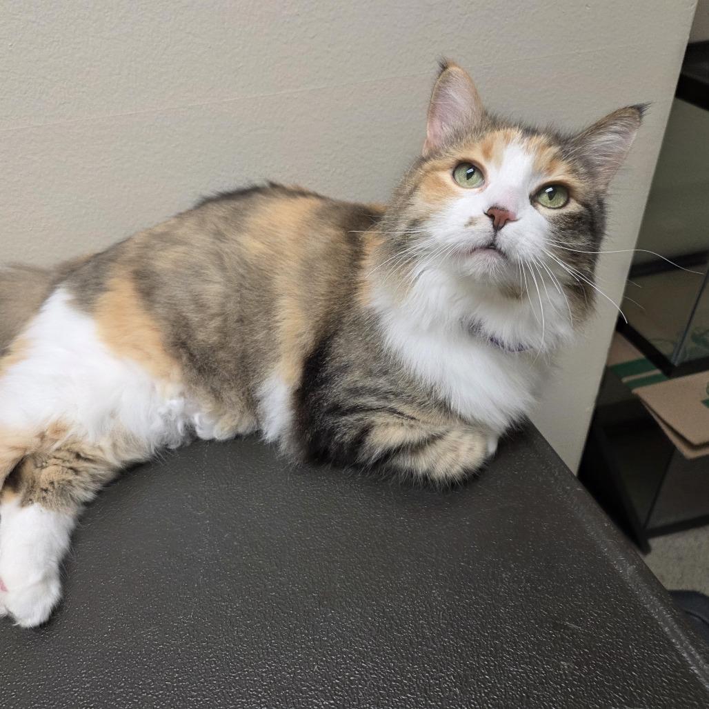 Enlarge Zoe, a Adopted Domestic Long Hair in Oshkosh, WI image 3/5