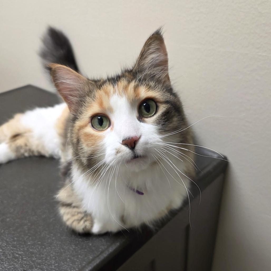 Enlarge Zoe, a Adopted Domestic Long Hair in Oshkosh, WI image 4/5
