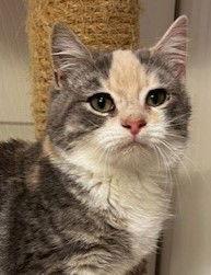 Enlarge Toffee, a Adopted mixed breed in Ringwood, NJ image 1/3