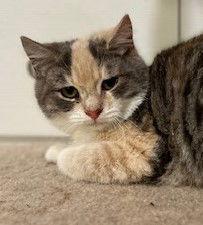 Enlarge Toffee, a Adopted mixed breed in Ringwood, NJ image 3/3