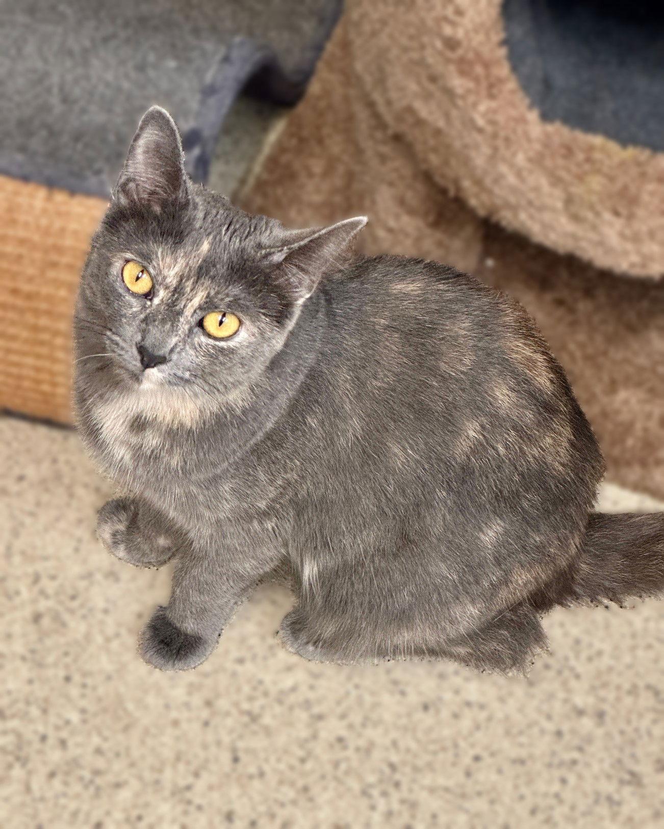 Pearl, a Adoptable mixed breed in Seal Beach, CA image 2/5