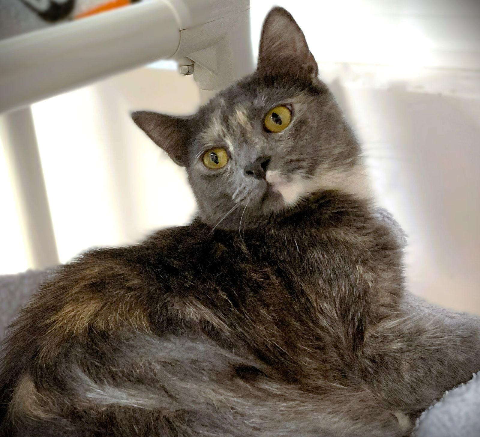 Pearl, Adoptable, Young Female Domestic Short Hair & Tortoiseshell.