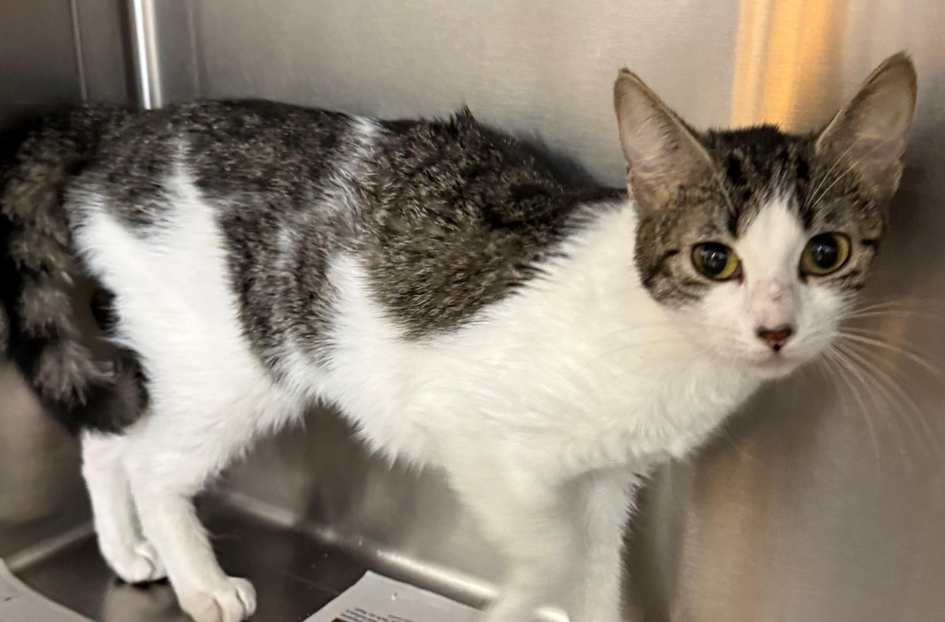 Luna, adopted, Adult Female Domestic Short Hair.