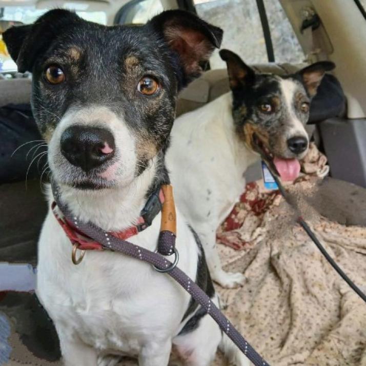 Minnie, Adoptable, Adult Female Mixed Breed.