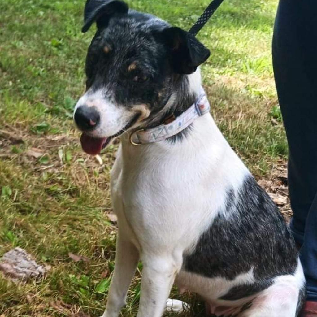 Minnie, a Adoptable Mixed Breed in Flintstone, MD image 3/5