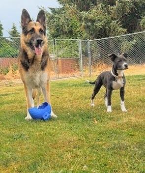 Enlarge Maggie Mae, a Adopted Pit Bull Terrier in Tacoma, WA image 3/4