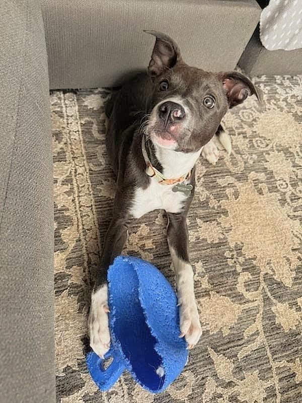 Enlarge Maggie Mae, a Adopted Pit Bull Terrier in Tacoma, WA image 2/4