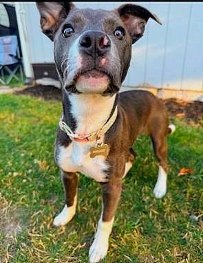 Enlarge Maggie Mae, a Adopted Pit Bull Terrier in Tacoma, WA image 1/4