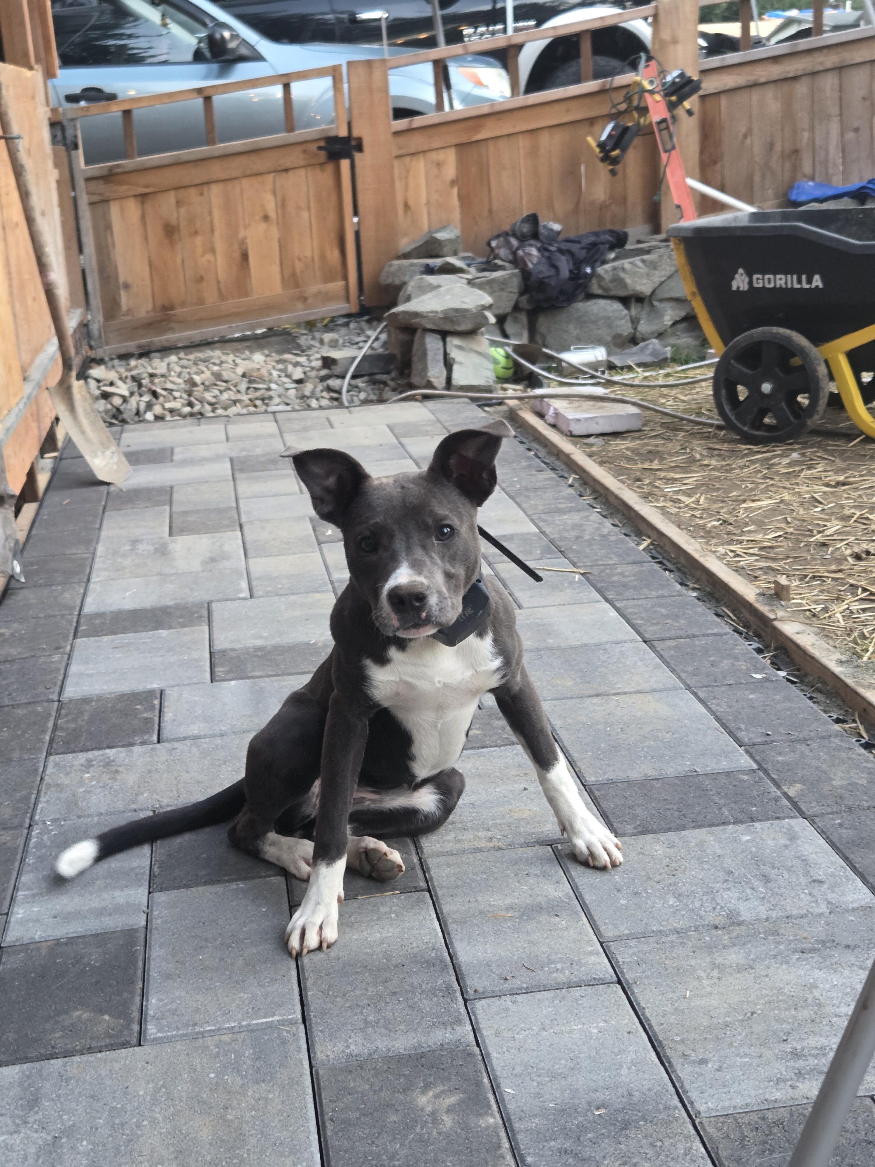 Enlarge Maggie Mae, a Adopted Pit Bull Terrier in Tacoma, WA image 4/4