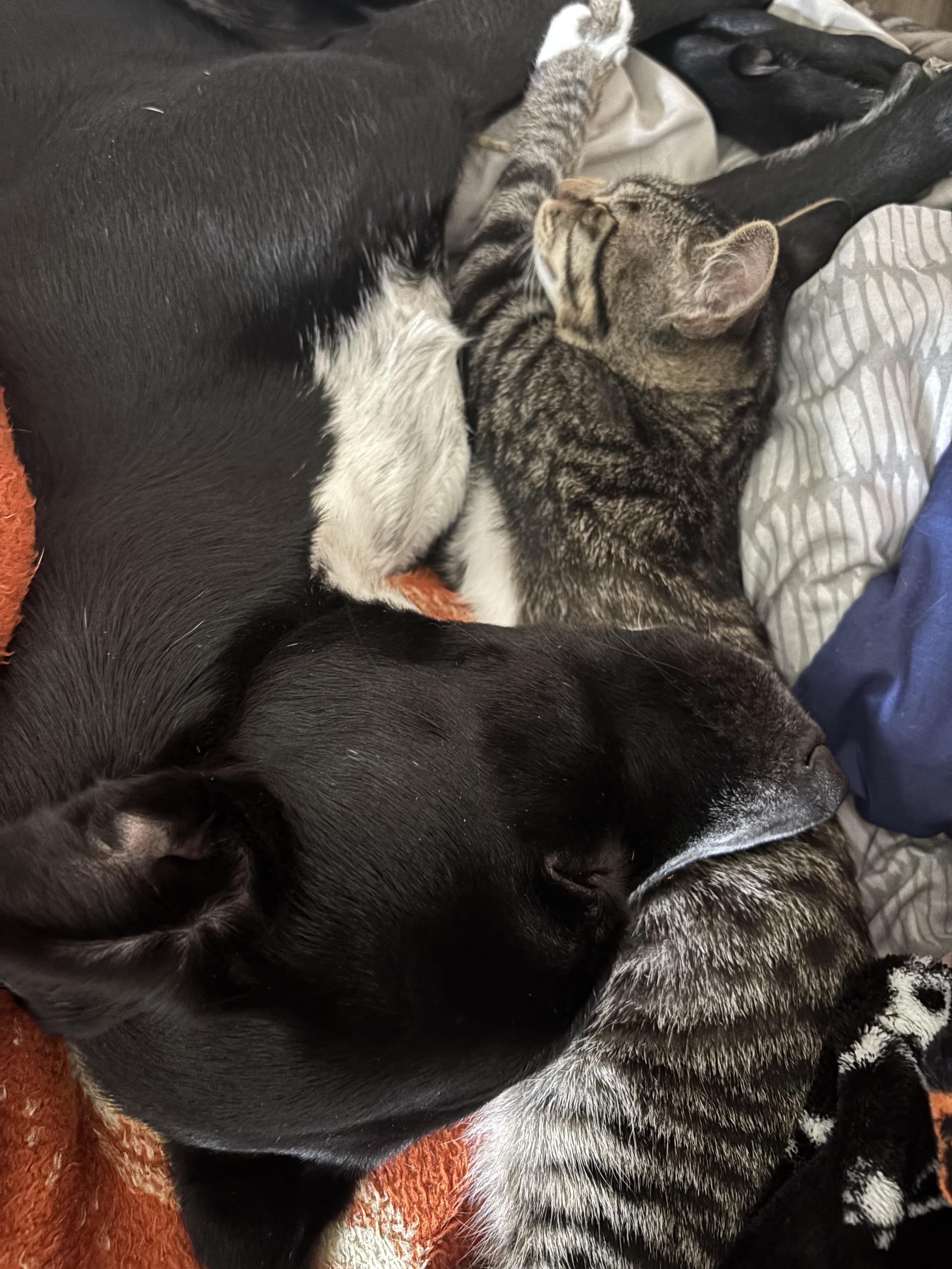 Enlarge Sebastian , a ADOPTABLE Tabby in Costa Mesa, CA image 1/5