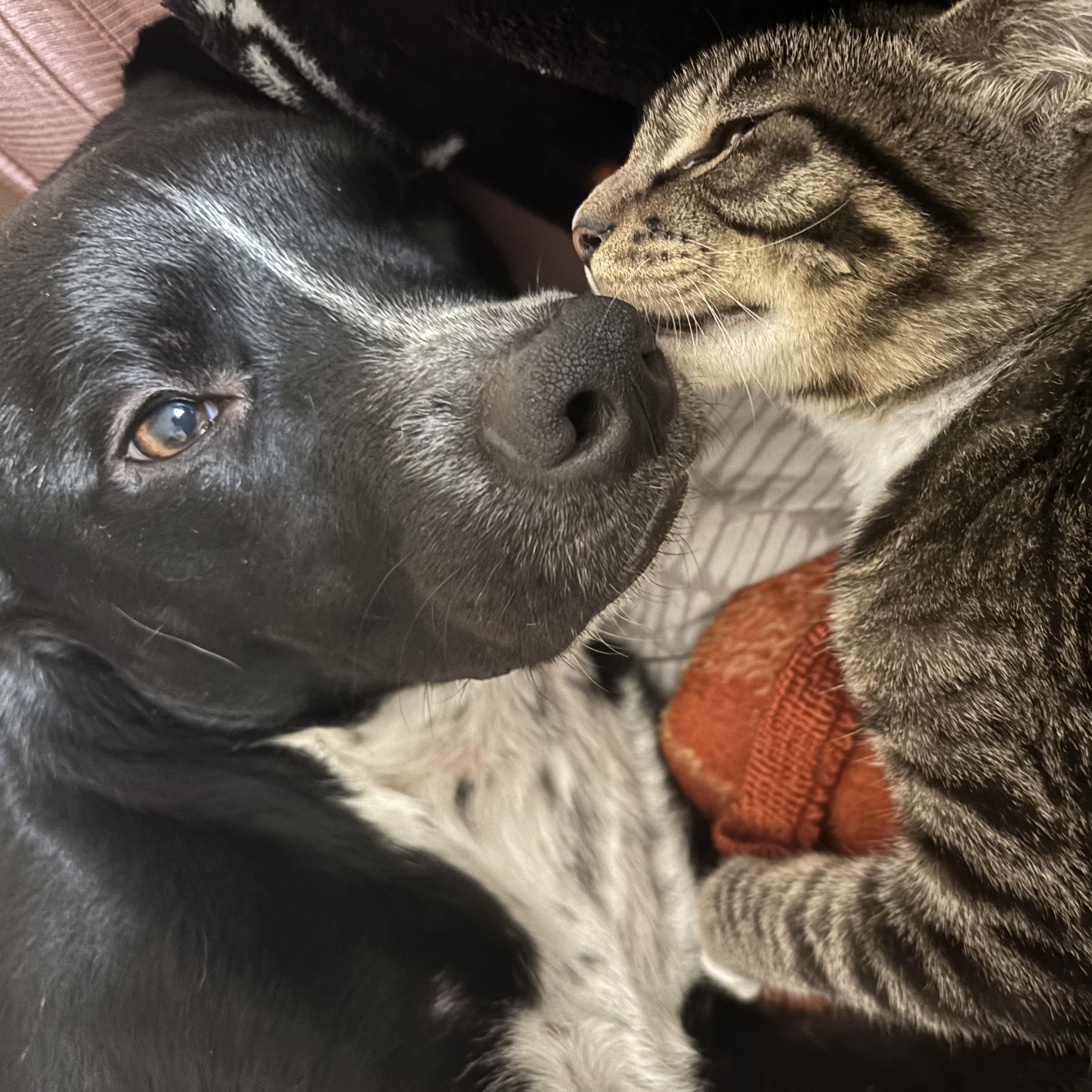Enlarge Sebastian , a ADOPTABLE Tabby in Costa Mesa, CA image 3/5