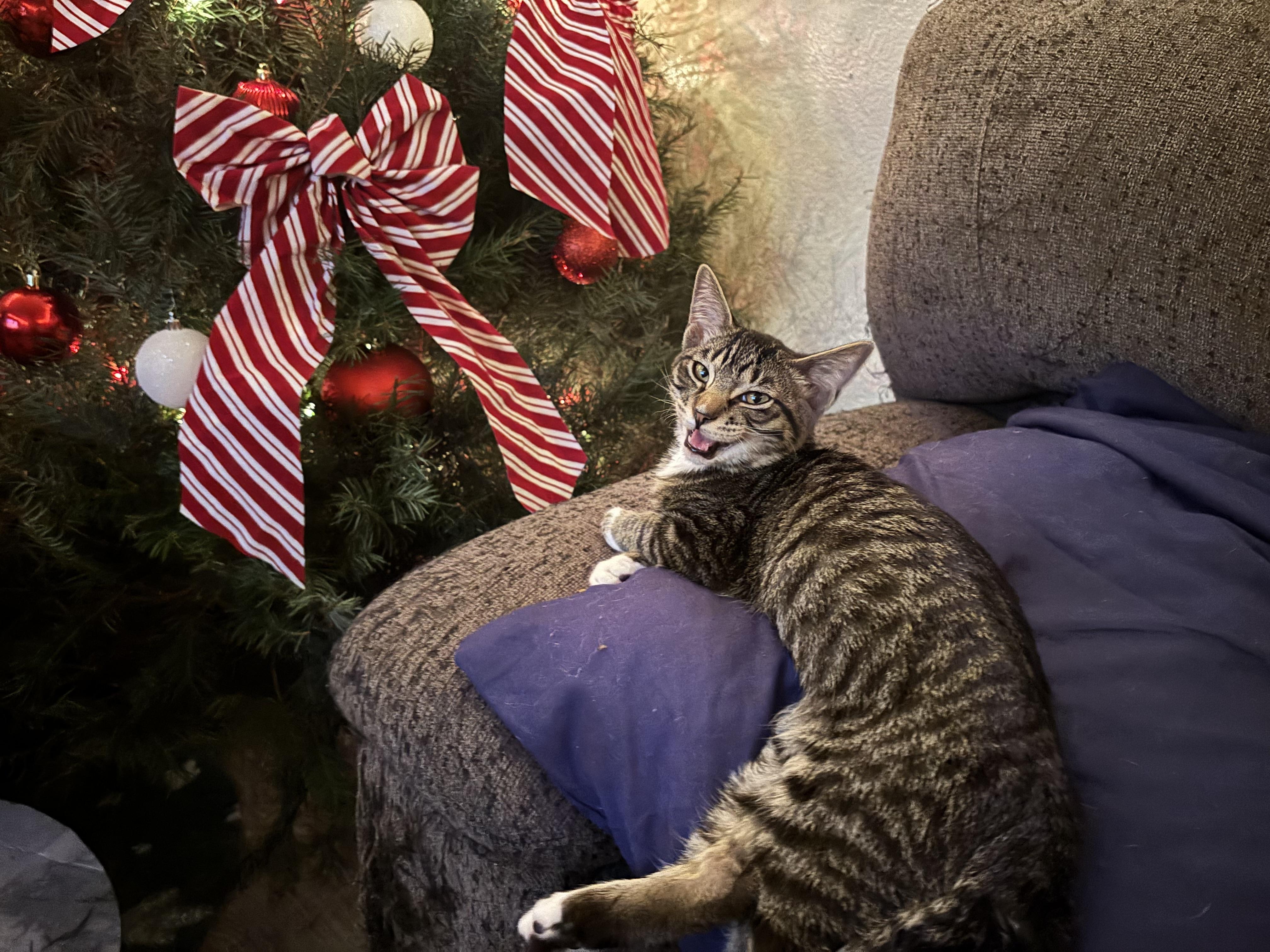 Enlarge Sebastian , a ADOPTABLE Tabby in Costa Mesa, CA image 4/5