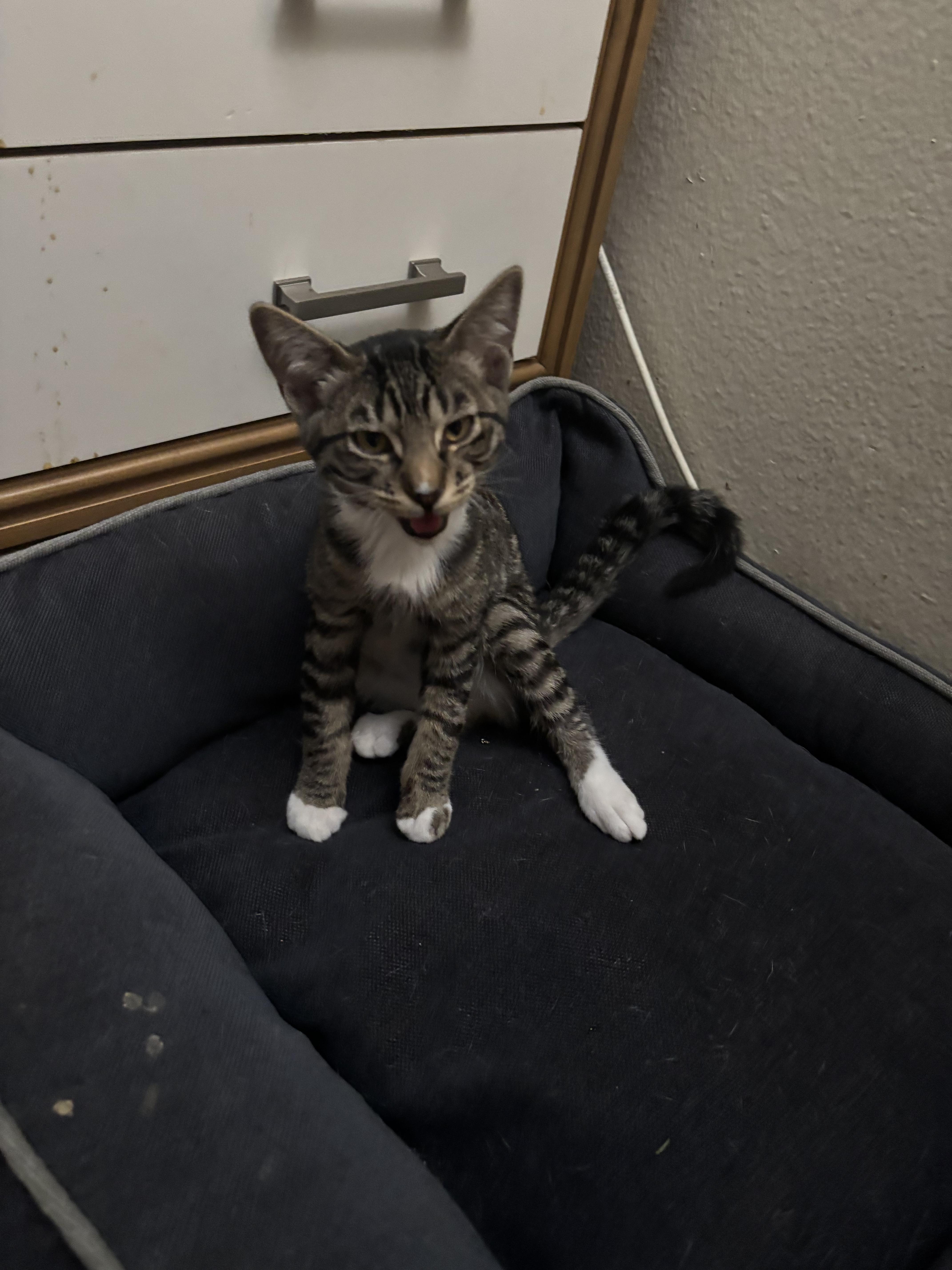 Enlarge Sebastian , a ADOPTABLE Tabby in Costa Mesa, CA image 5/5