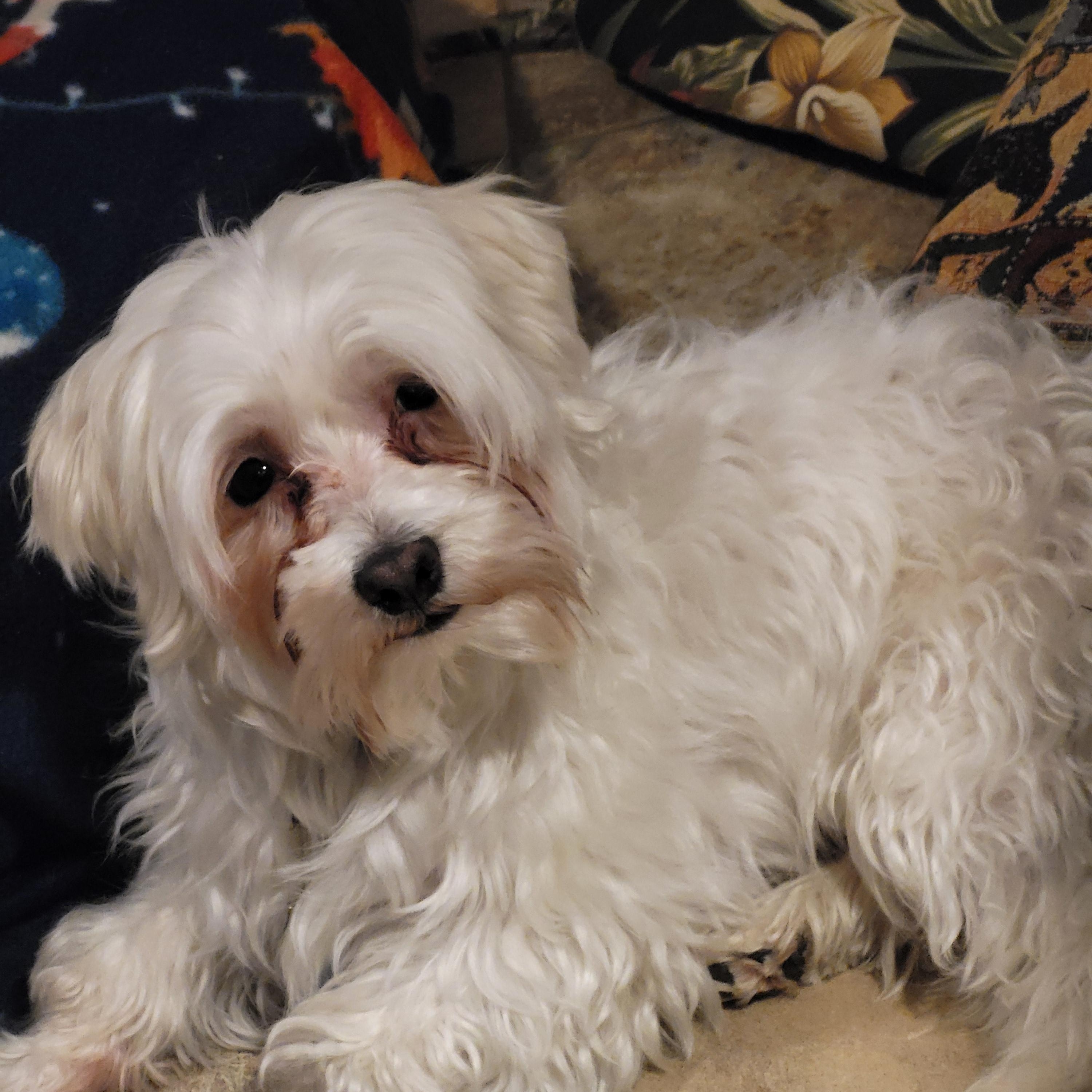 Enlarge Blu - 8 lbs, a ADOPTABLE Maltese in Hagerstown, MD image 3/3