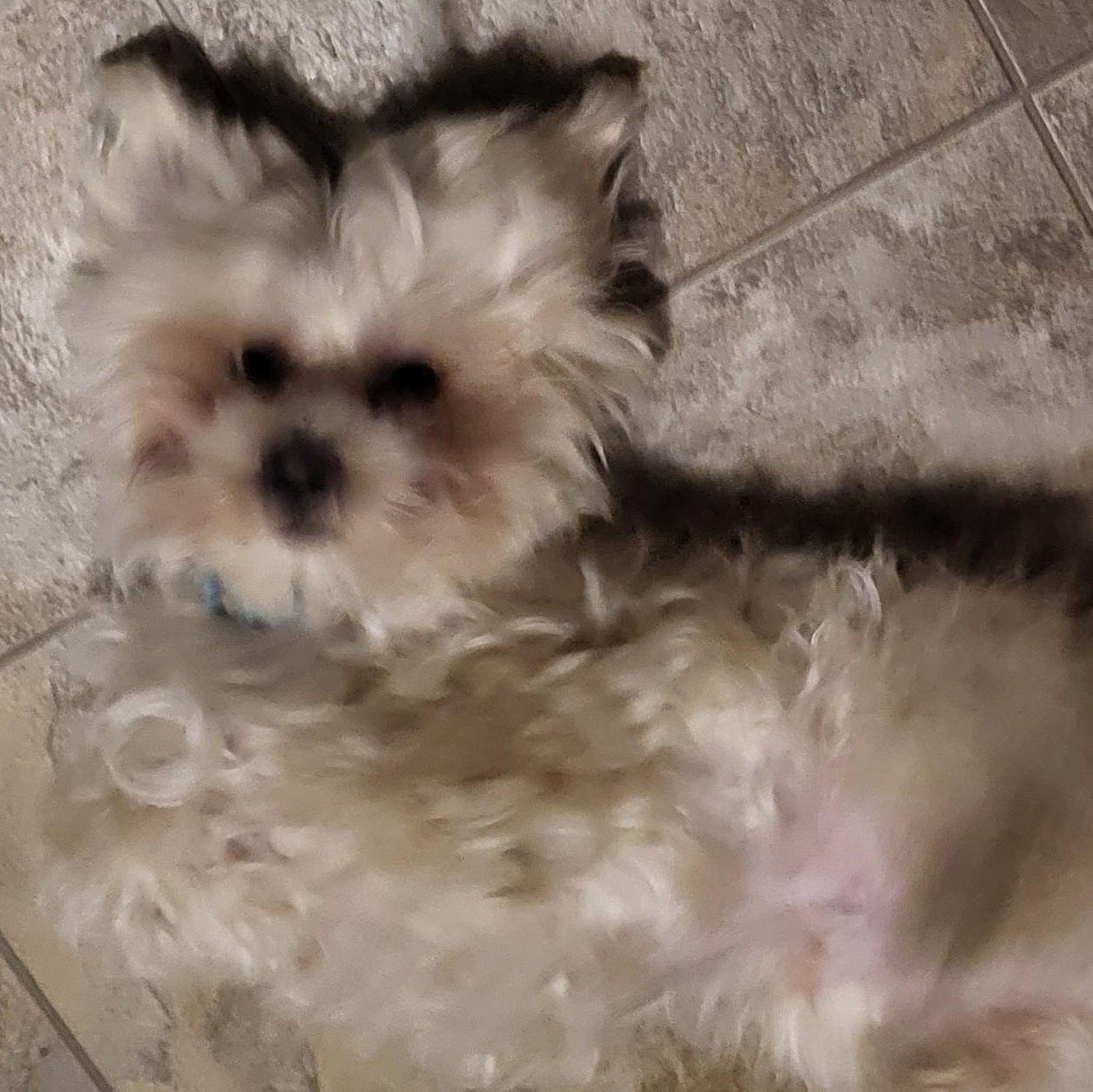 Blu   Lbs thumbnail 3