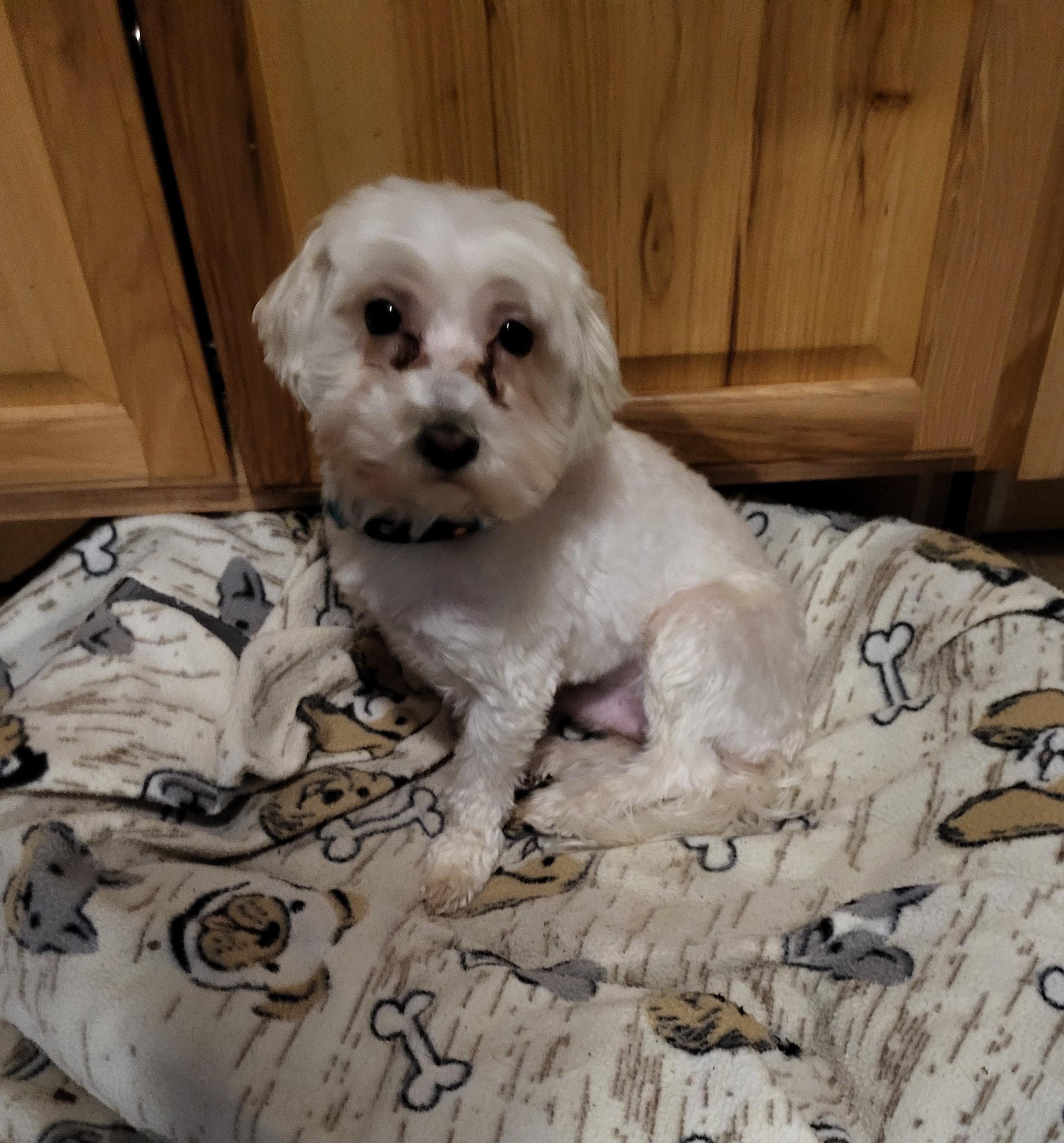Enlarge Blu - 8 lbs, a ADOPTABLE Maltese in Hagerstown, MD image 1/3