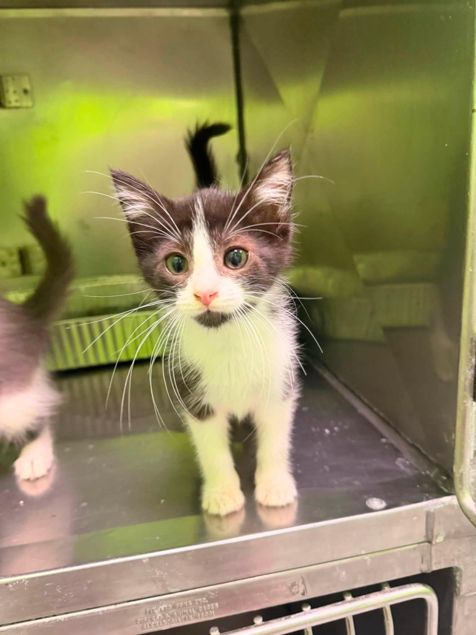 Patriot and Yankee, adopted, Kitten Male Domestic Medium Hair.
