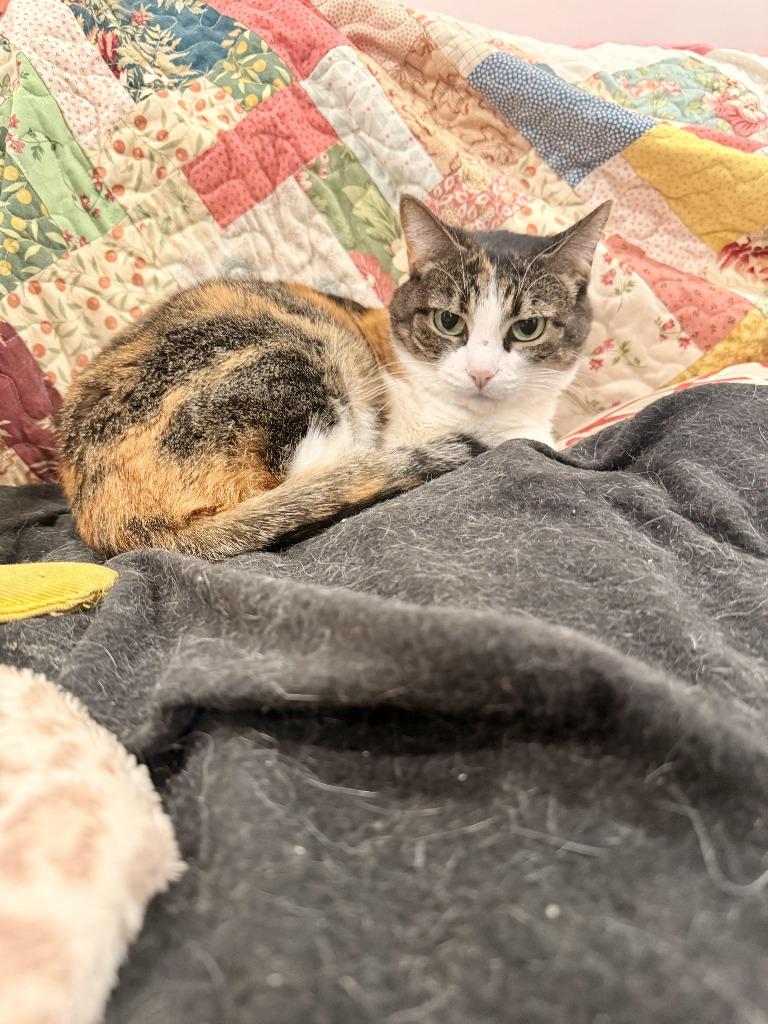 April, Adoptable, Senior Female Domestic Short Hair.