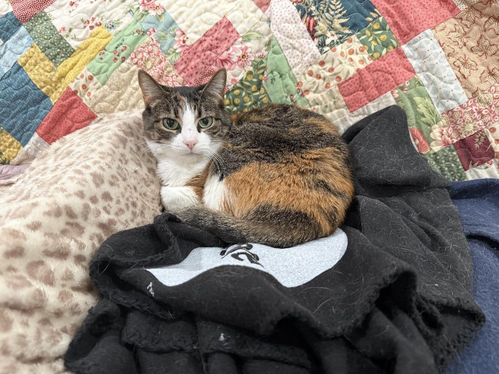 Callie — thumbnail 2