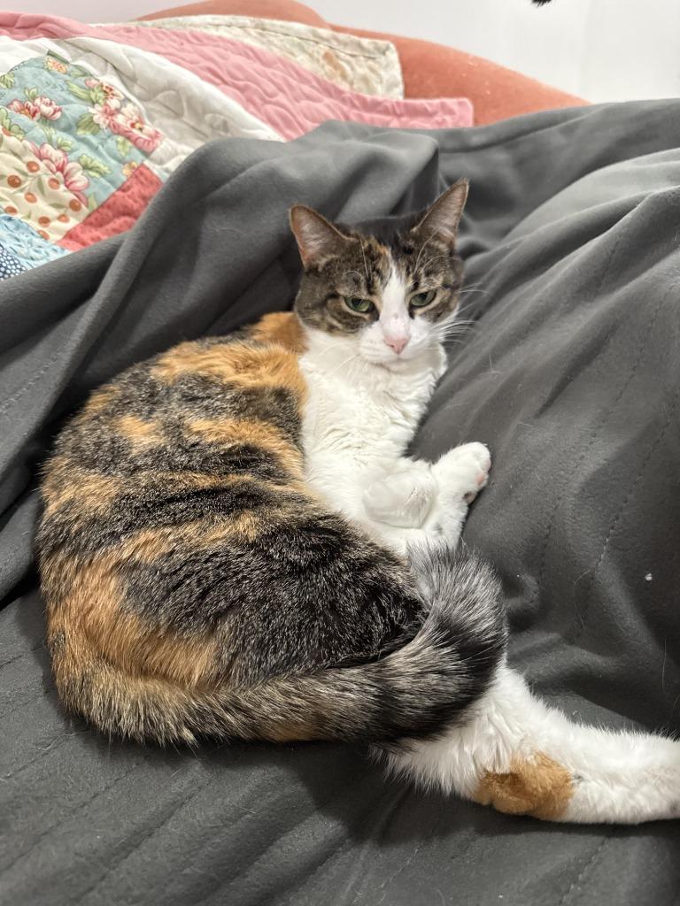 Callie — thumbnail 4