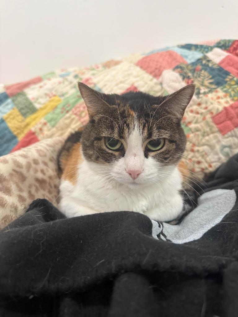 Enlarge April, a Adoptable mixed breed in St. Louis, MO image 4/4