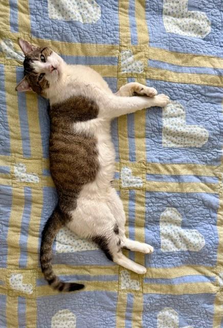 Enlarge Buddy, a ADOPTABLE American Shorthair in Columbia, SC image 2/3