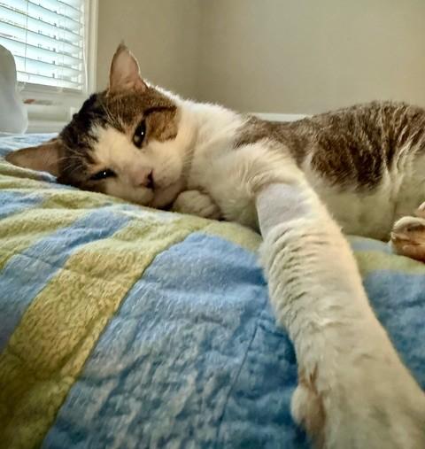 Enlarge Buddy, a ADOPTABLE American Shorthair in Columbia, SC image 1/3