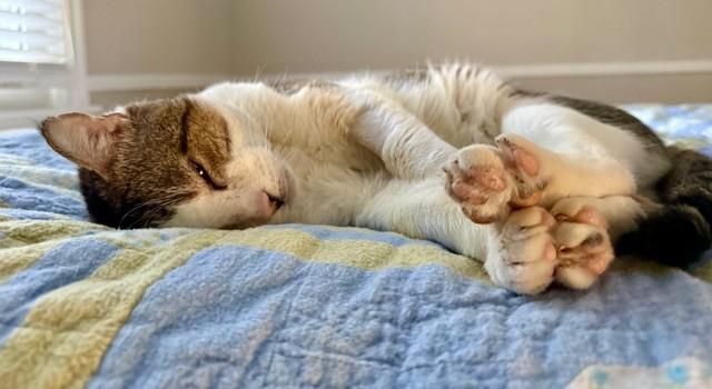 Enlarge Buddy, a ADOPTABLE American Shorthair in Columbia, SC image 3/3