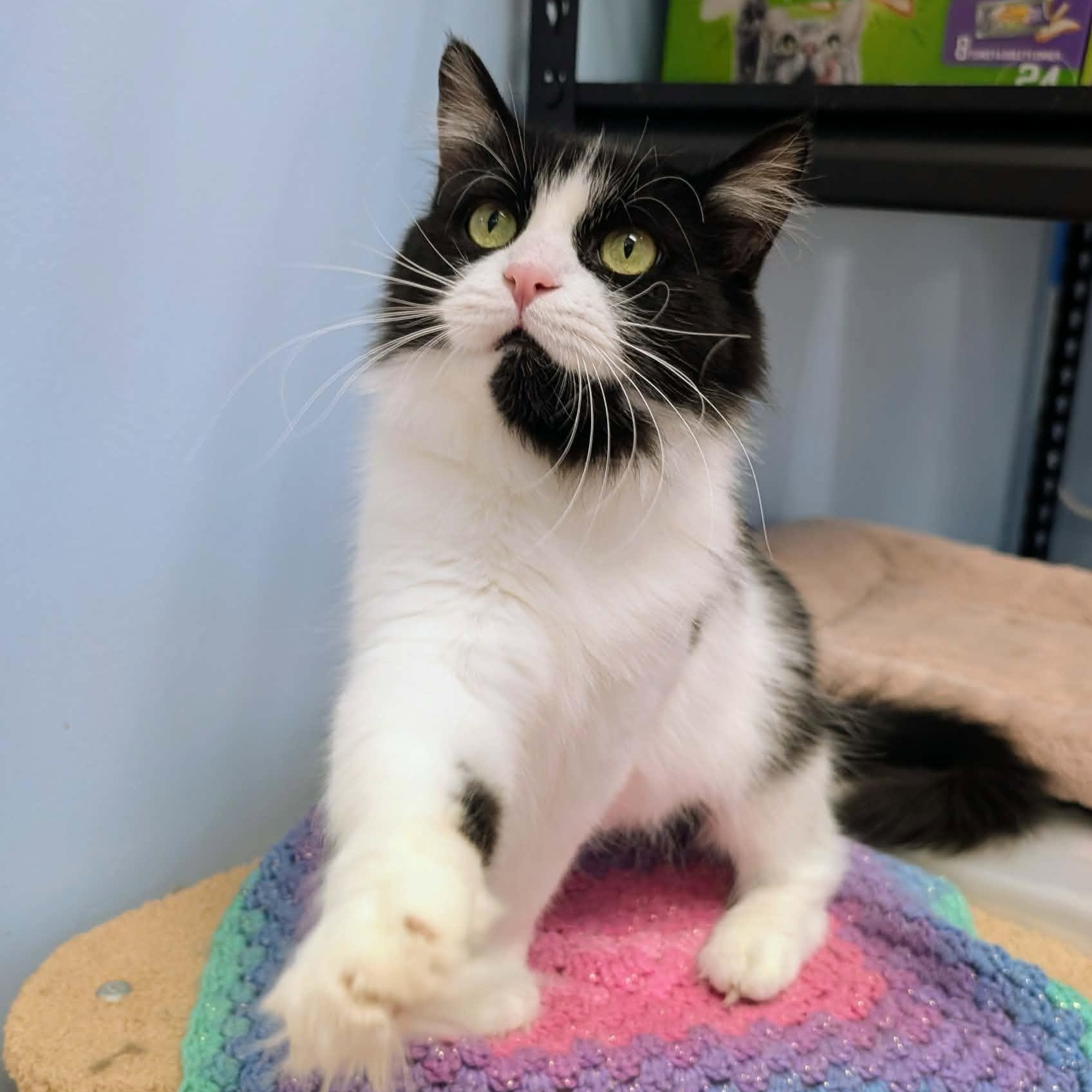 Remi, an adopted Domestic Long Hair in Rochester, NY image 2/3