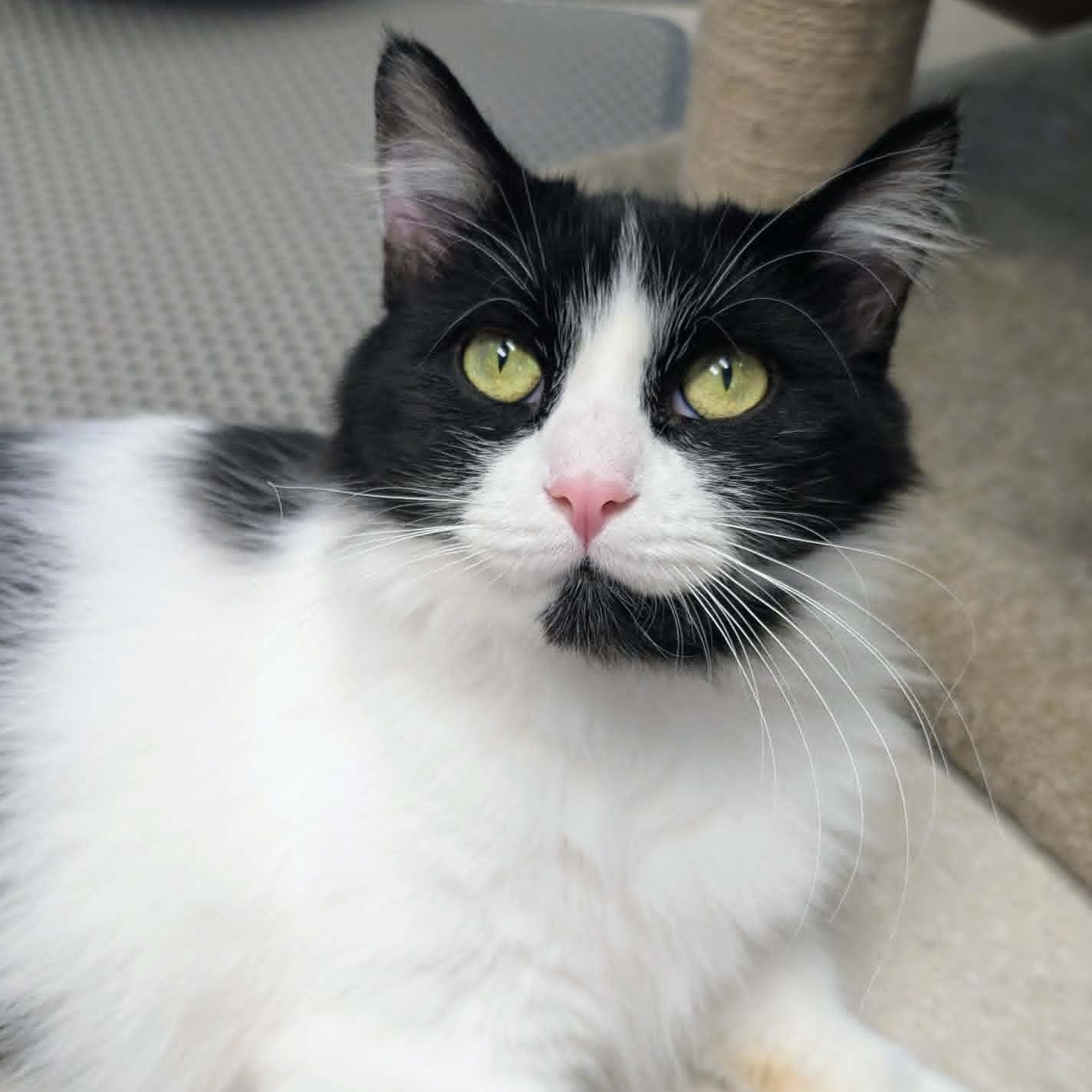 Remi, an adopted Domestic Long Hair in Rochester, NY image 1/3