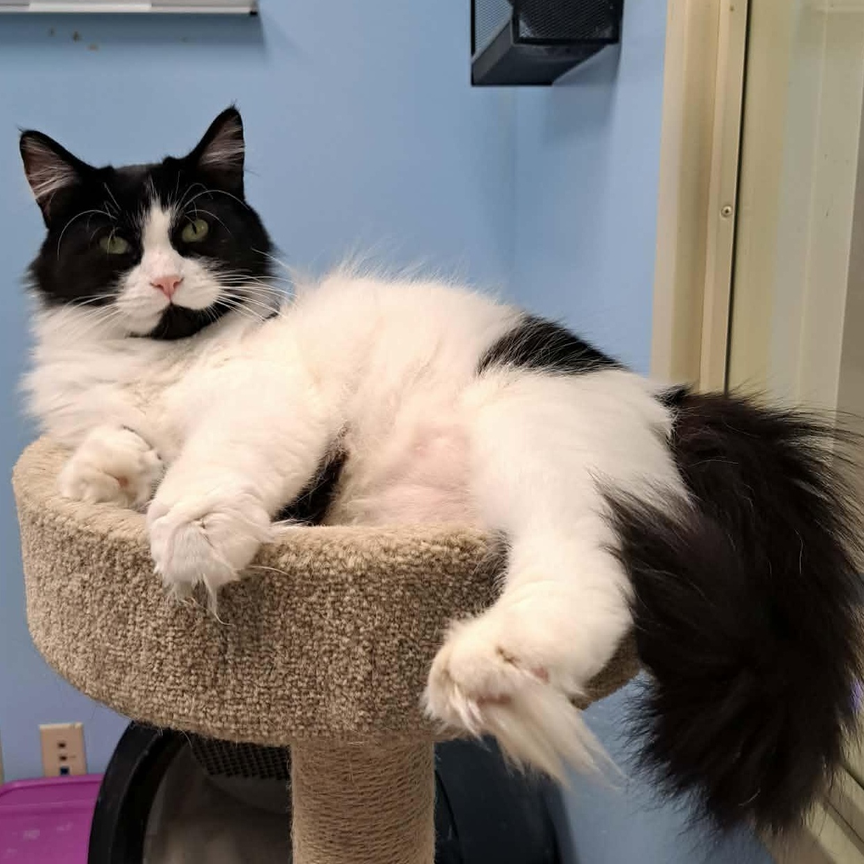 Remi, an adopted Domestic Long Hair in Rochester, NY image 3/3