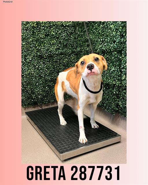 GRETA, Adoptable, Young Female Mixed Breed.