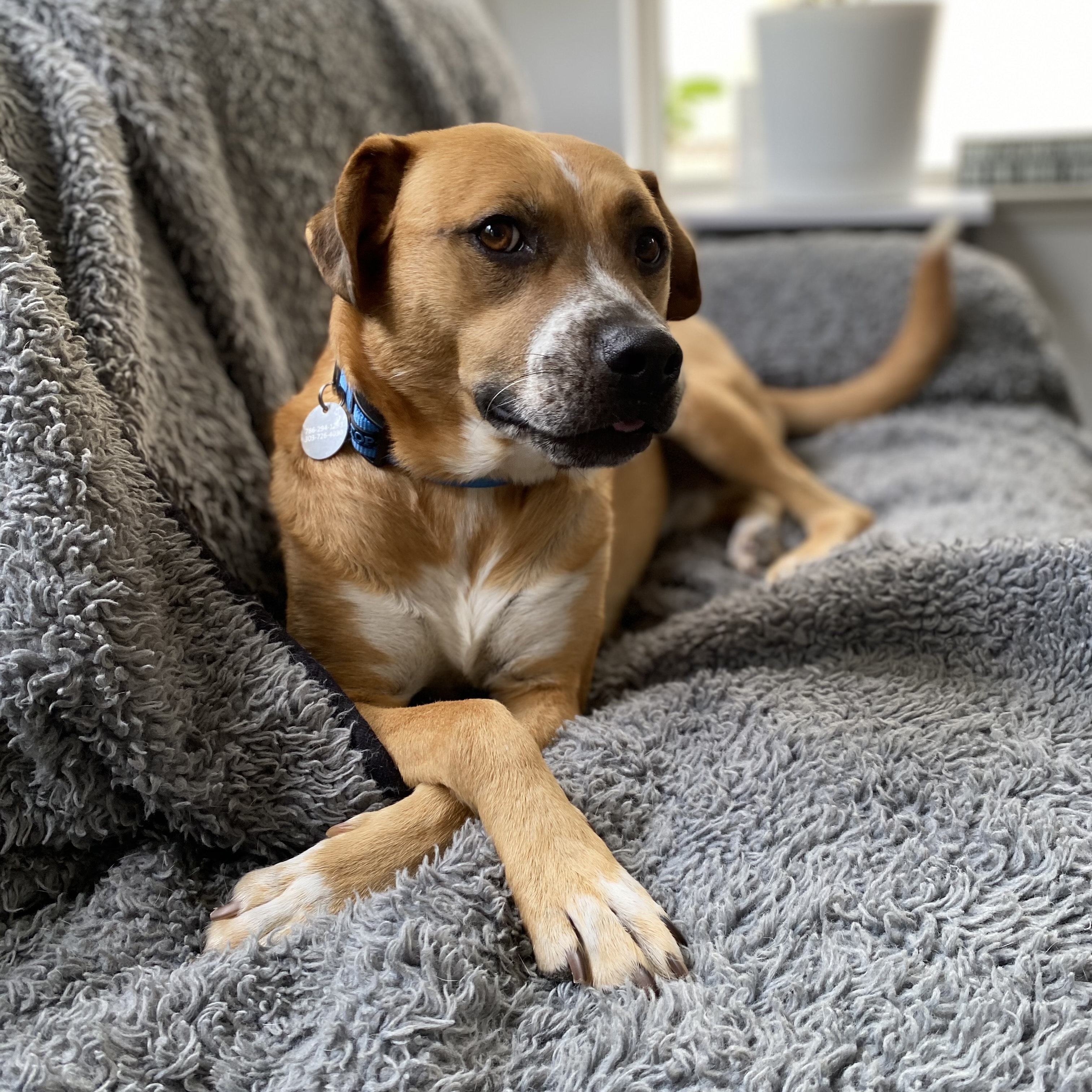 Jorge Rogelio Vicente Cortez III, a Adoptable mixed breed in San Diego, CA image 1/6