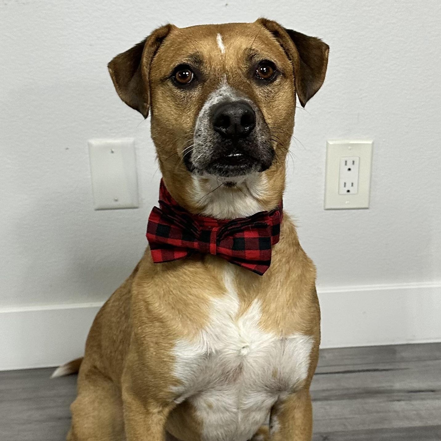 Jorge Rogelio Vicente Cortez III, a Adoptable mixed breed in San Diego, CA image 3/6