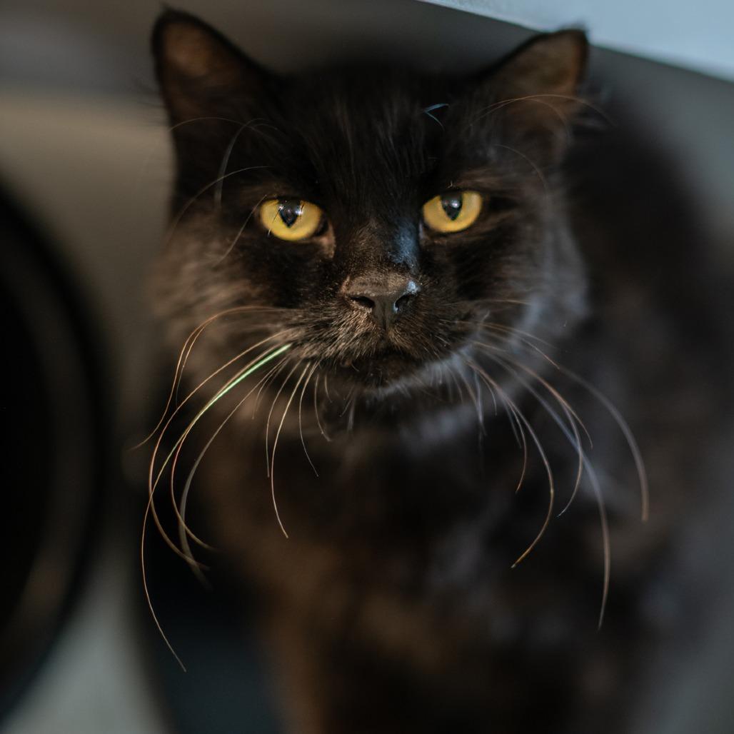 OH HENRY-31053, Adoptable, Adult Male Domestic Long Hair.