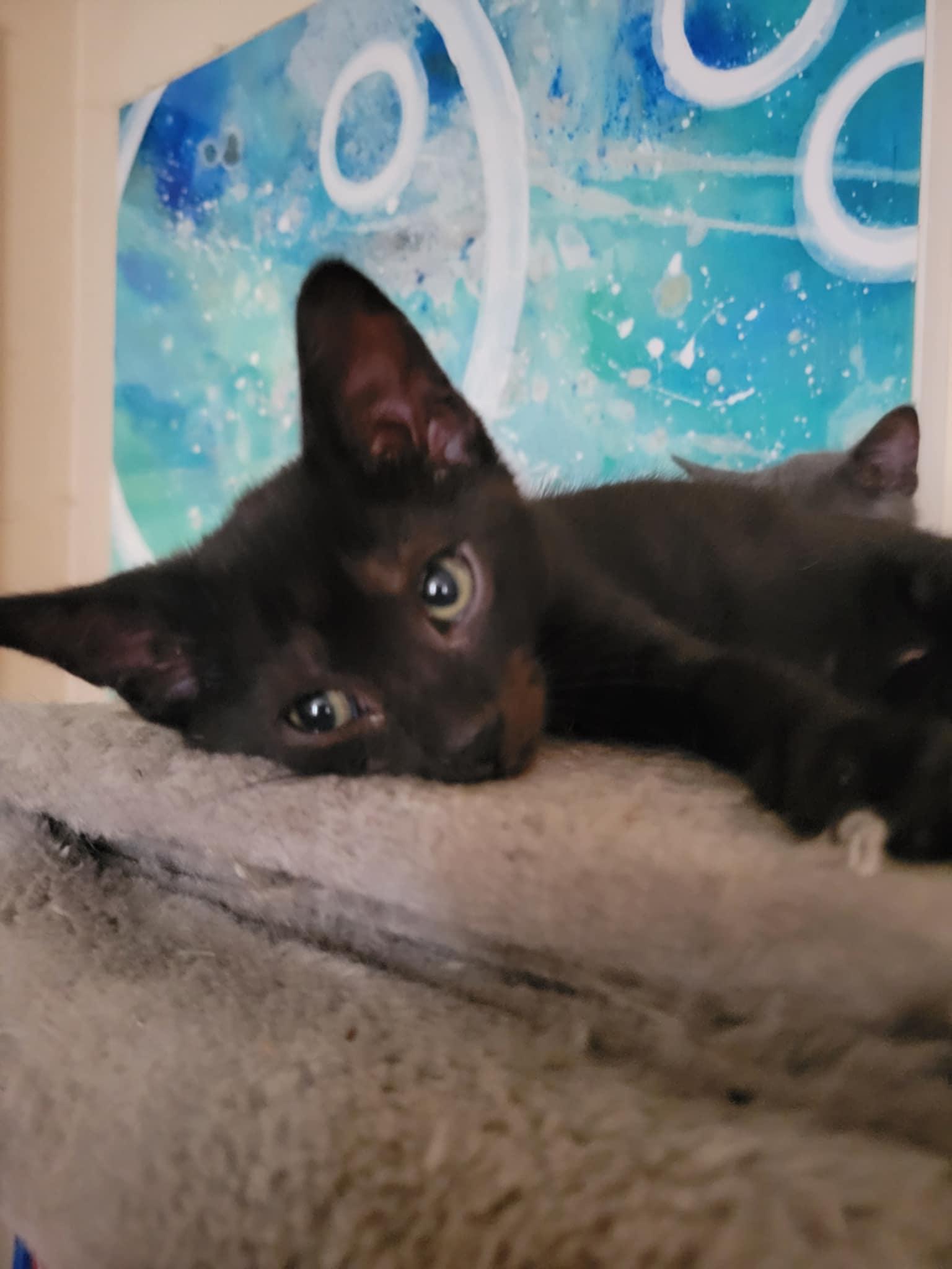 Enlarge Dave, a Adoptable mixed breed in Creston, IA image 4/5