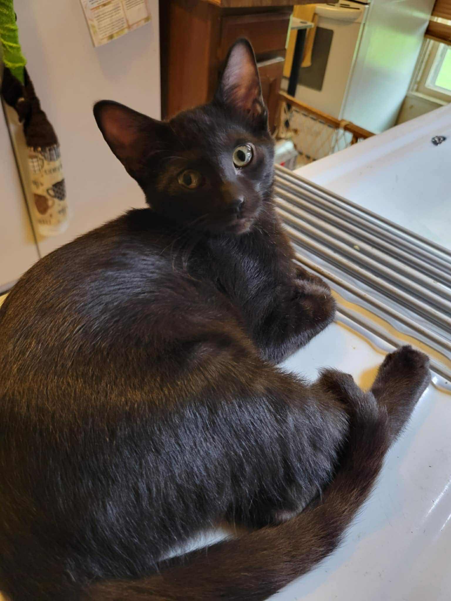 Dave, Adoptable, Young Male Domestic Short Hair.