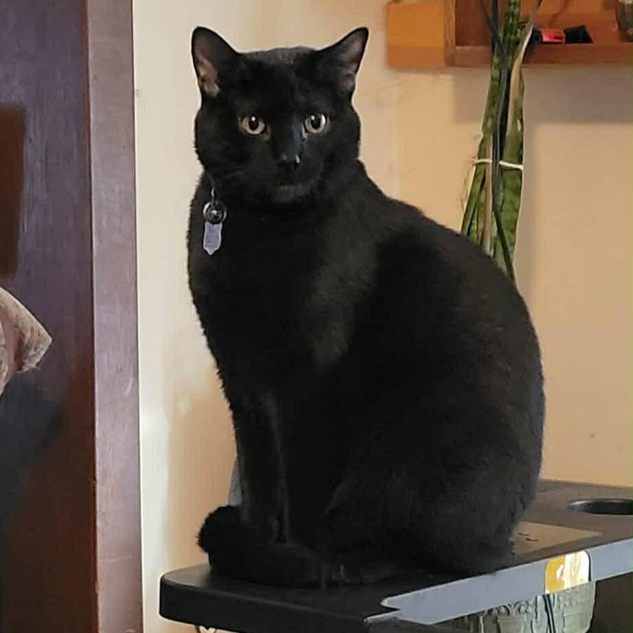 Dave, adoptable, Young Male Domestic Short Hair.