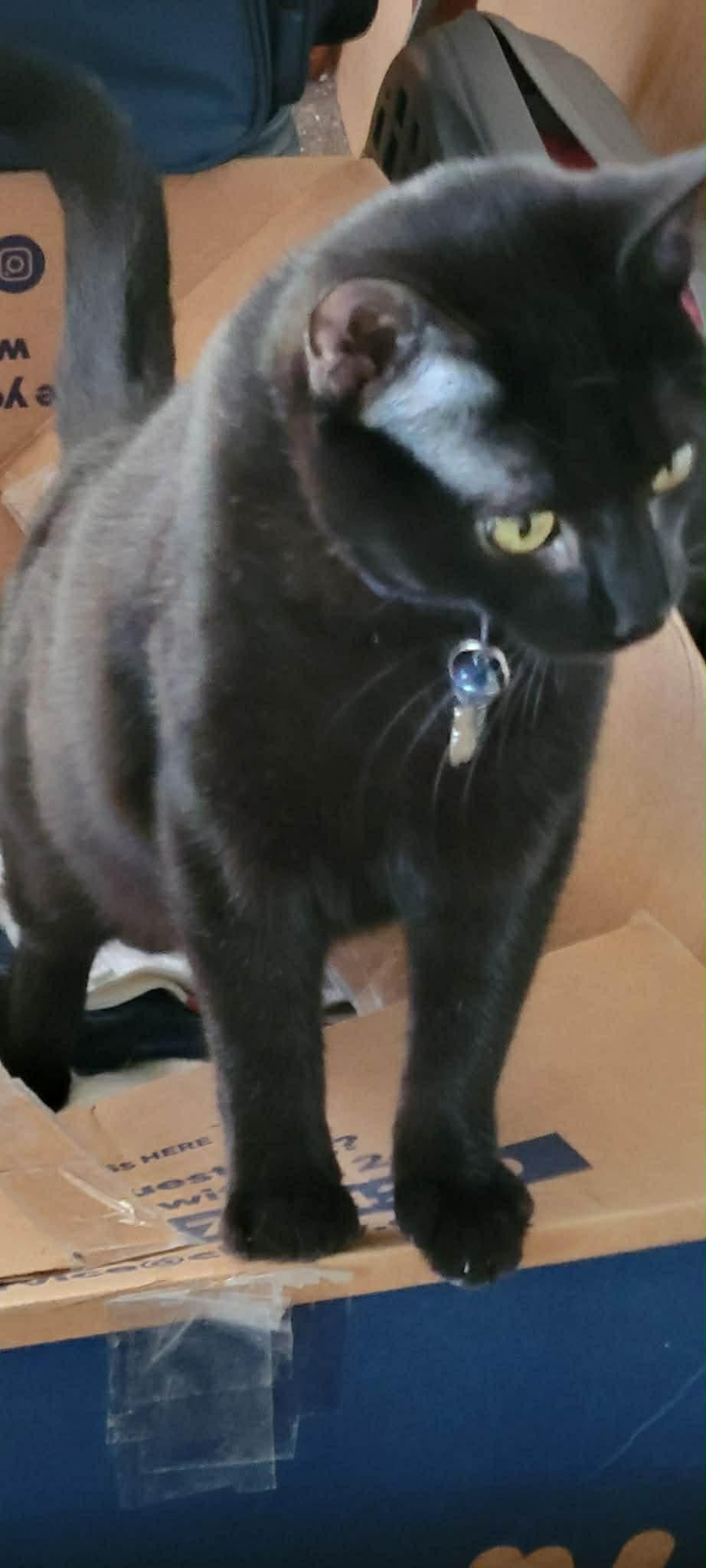 Enlarge Dave, an adoptable mixed breed in Creston, IA image 3/5